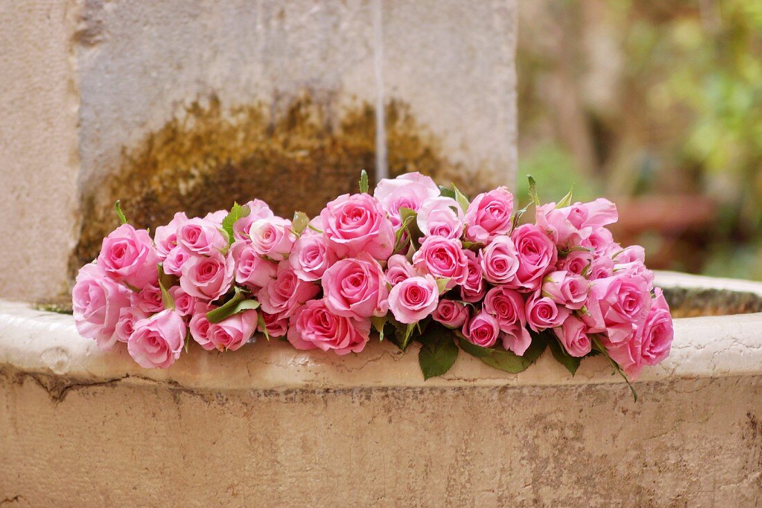 Pinkfarbene Rosen liegen in Steinbrunnen im Garten