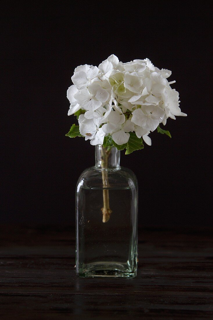 White hydrangea in vintage glass bottle against dark background