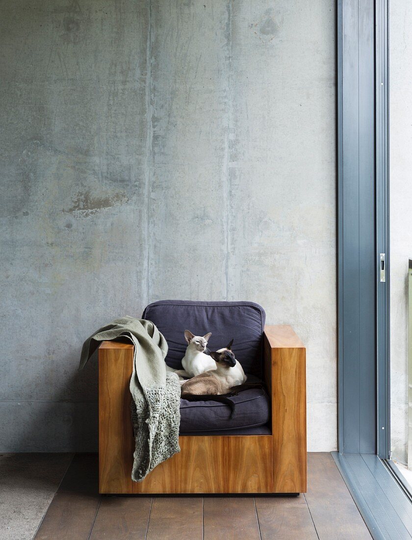Two Siamese cats sitting on armchair with cubic wooden body against exposed concrete wall
