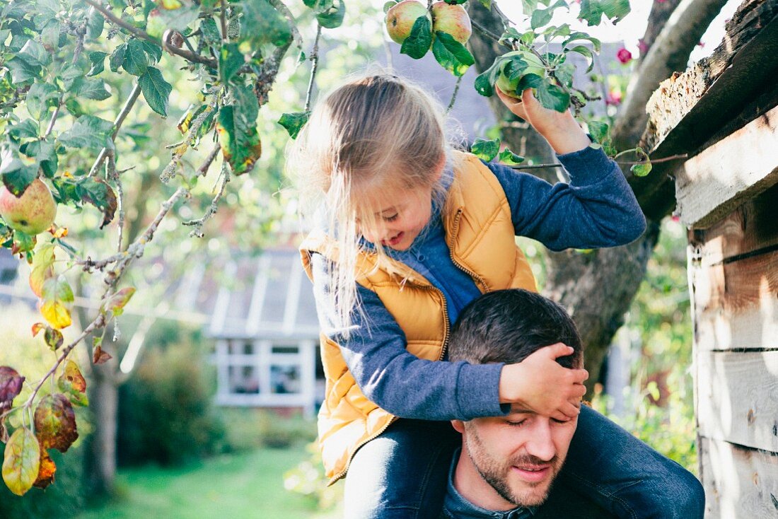 Daughter on father's shoulders, picking apple from tree