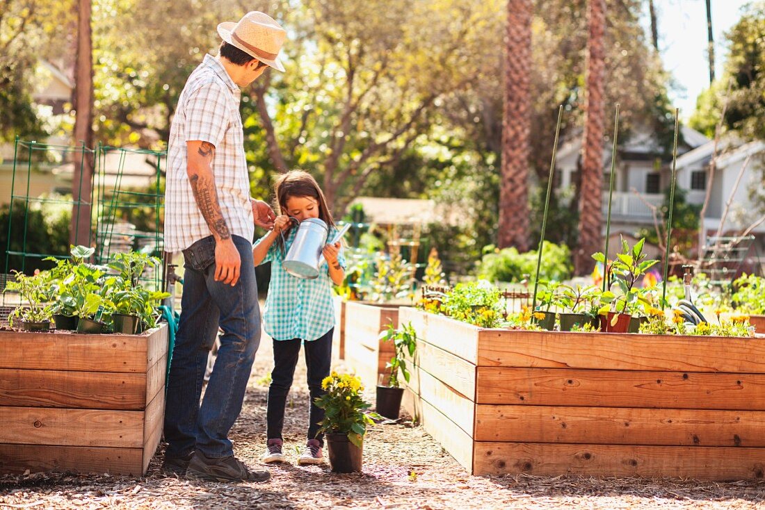 Mädchen mit Giesskanne und Vater zwischen Hochbeeten in sonnigem Community Garden