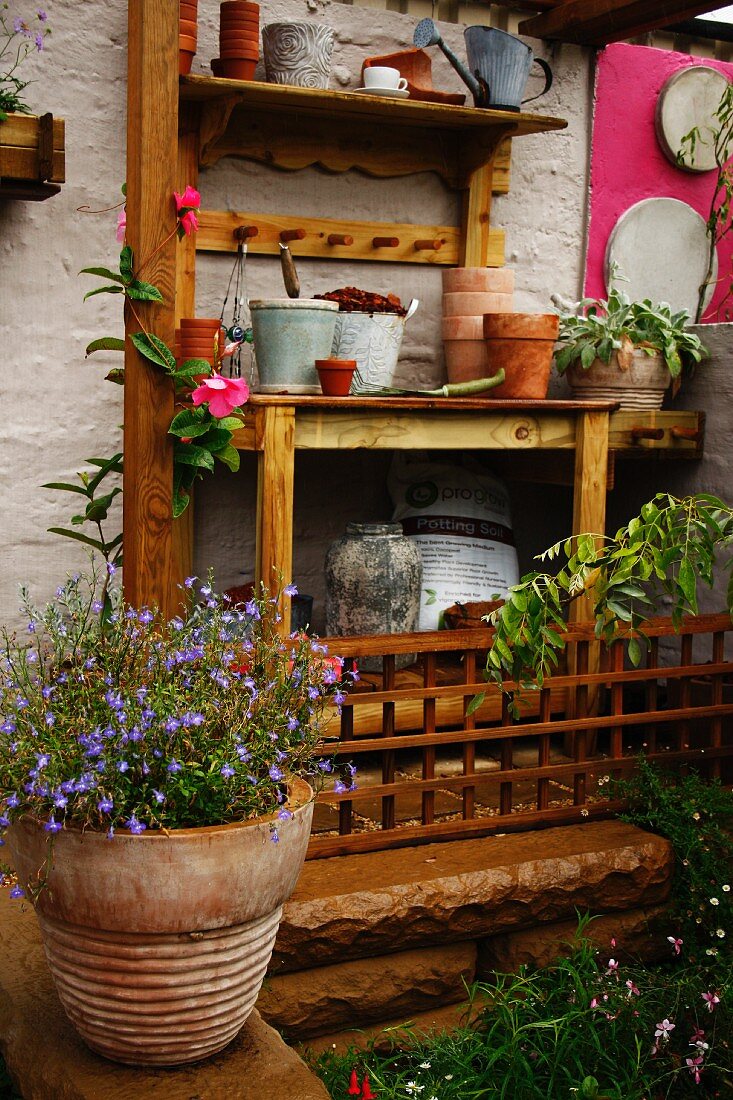 Potting table and shelves of gardening utensils against whitewashed brick wall; potted lobelia in foreground