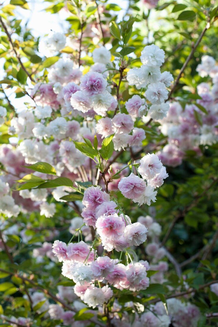 Blossom on Japanese cherry tree