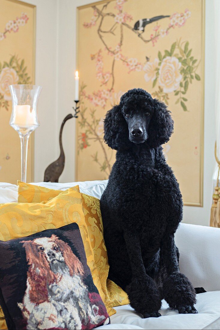 Black standard poodle on couch next to cushion with dog motif in elegant interior