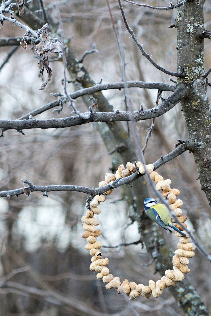 Blaumeise an einem Kranz aus Erdnüssen am winterlichen Baum