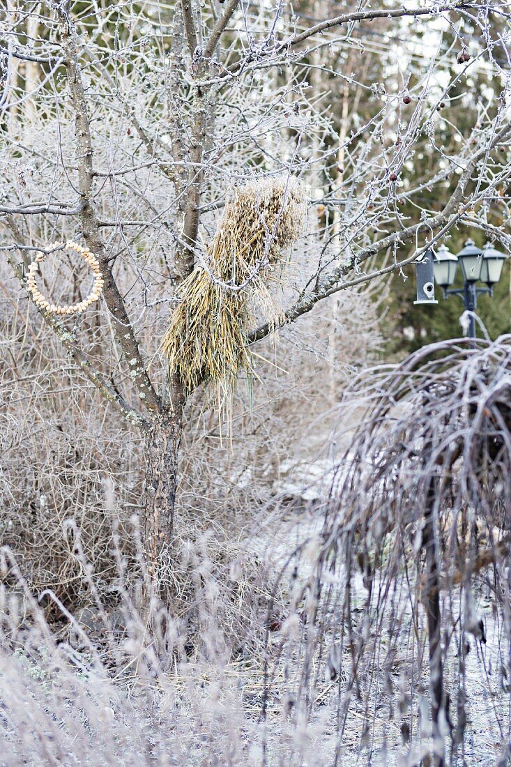 Bird food hung from tree in frosty, wintry garden