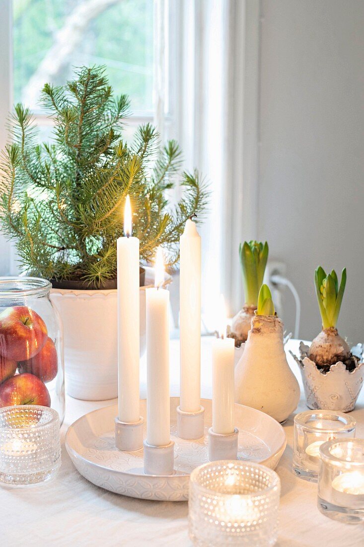 Four lit white candles and tealights in front of small potted Christmas tree and hyacinths
