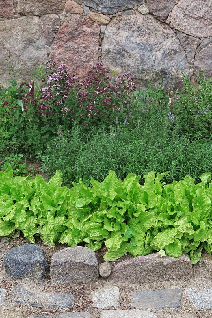 Lettuce and herbs in garden