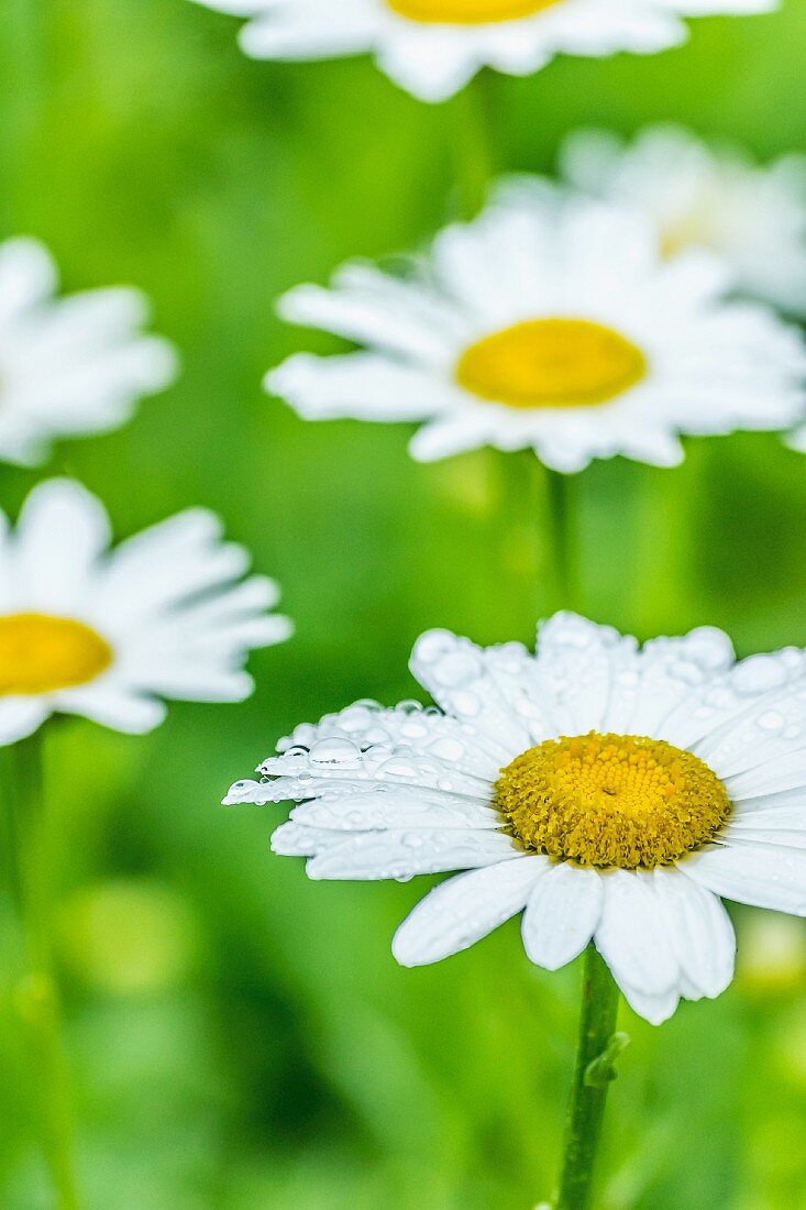 Margeriten im Garten