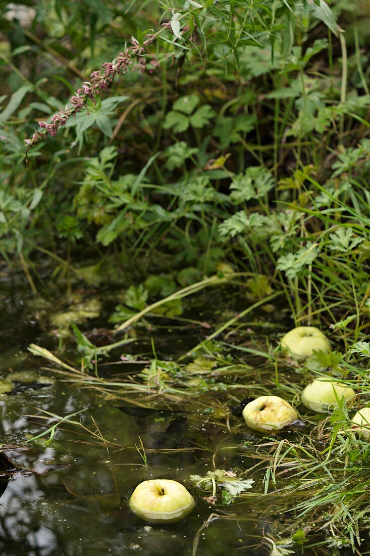 Apfel im Teich