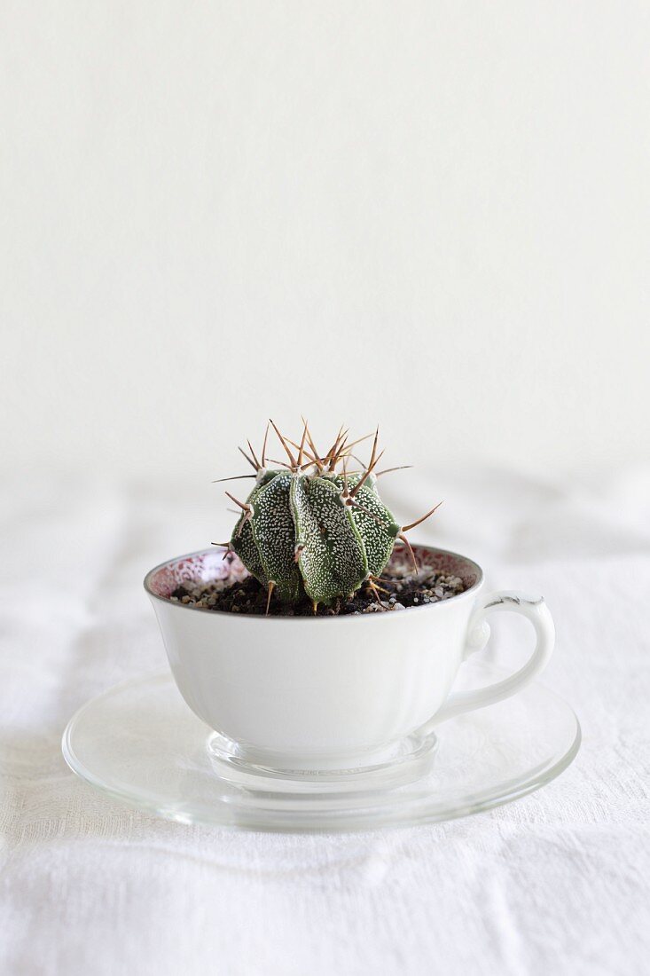 Cactus planted in old coffee cup on white linen tablecloth