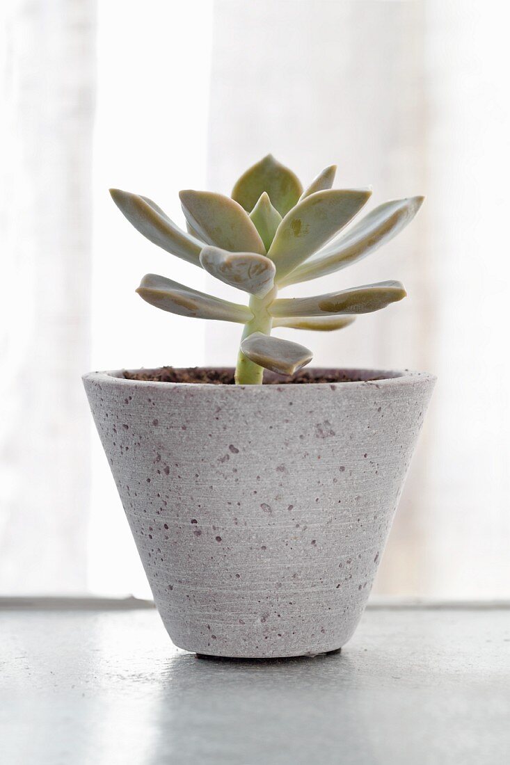 Small succulent in grey ceramic pot in front of window