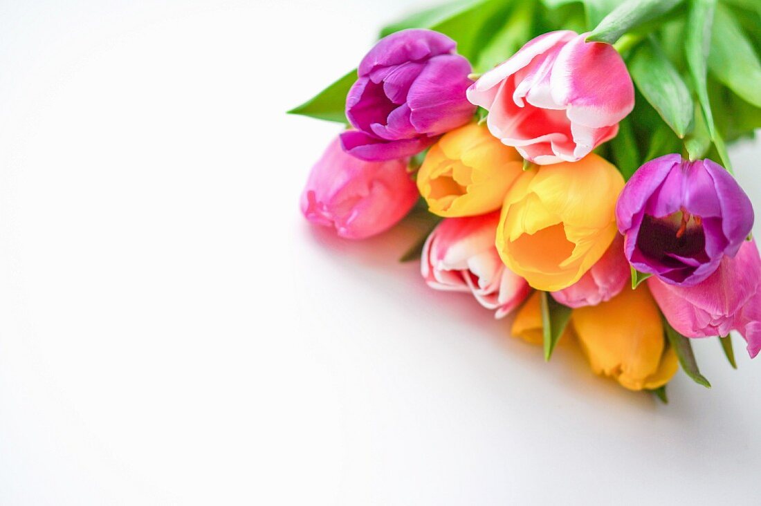 Colourful bouquet of tulips on white surface