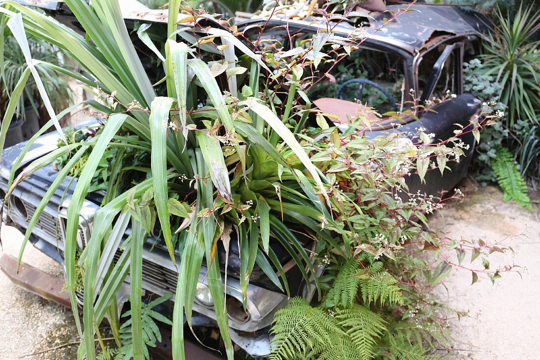 Vintage car used as container garden