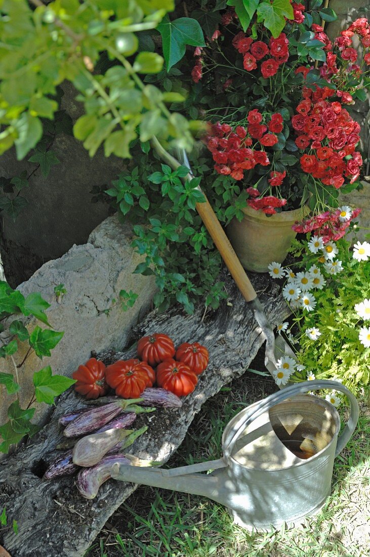 Geerntetes Gemüse und blühende Blumen auf verwittertem Holzbrett, davor Giesskanne
