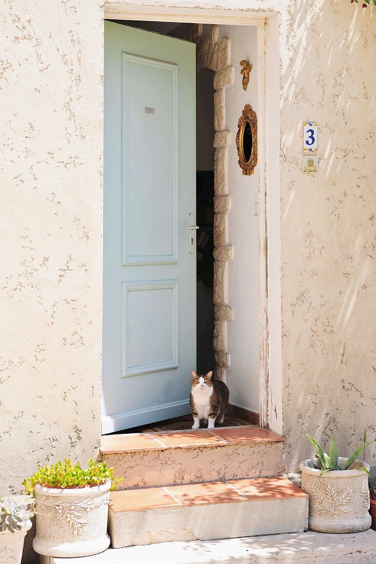 Cat standing in open front door