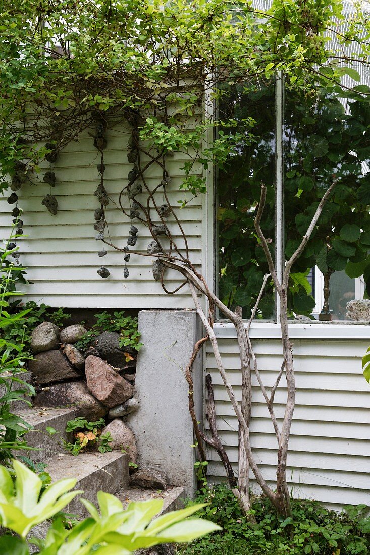 Kletterpflanze an teilweise sichtbarer Fassade eines Gewächshauses mit weissen Holz- und Glaselementen