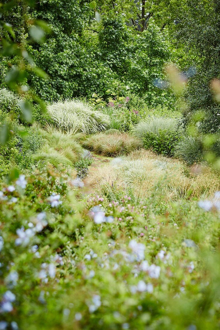 Detail of mature, summery garden with grasses and shrubs