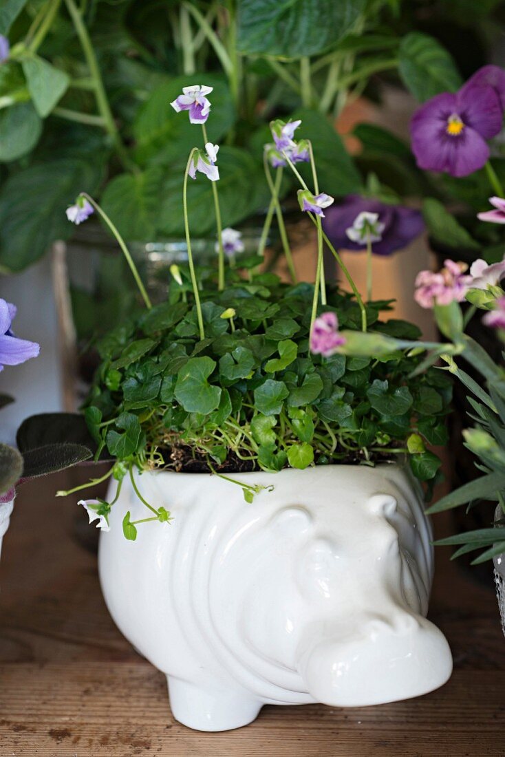 Australian violet in white ceramic planter shaped like hippo