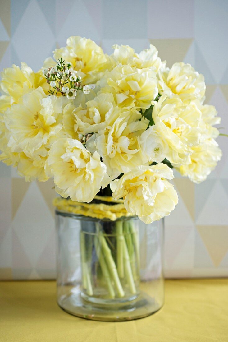 Double yellow tulips in glass vase