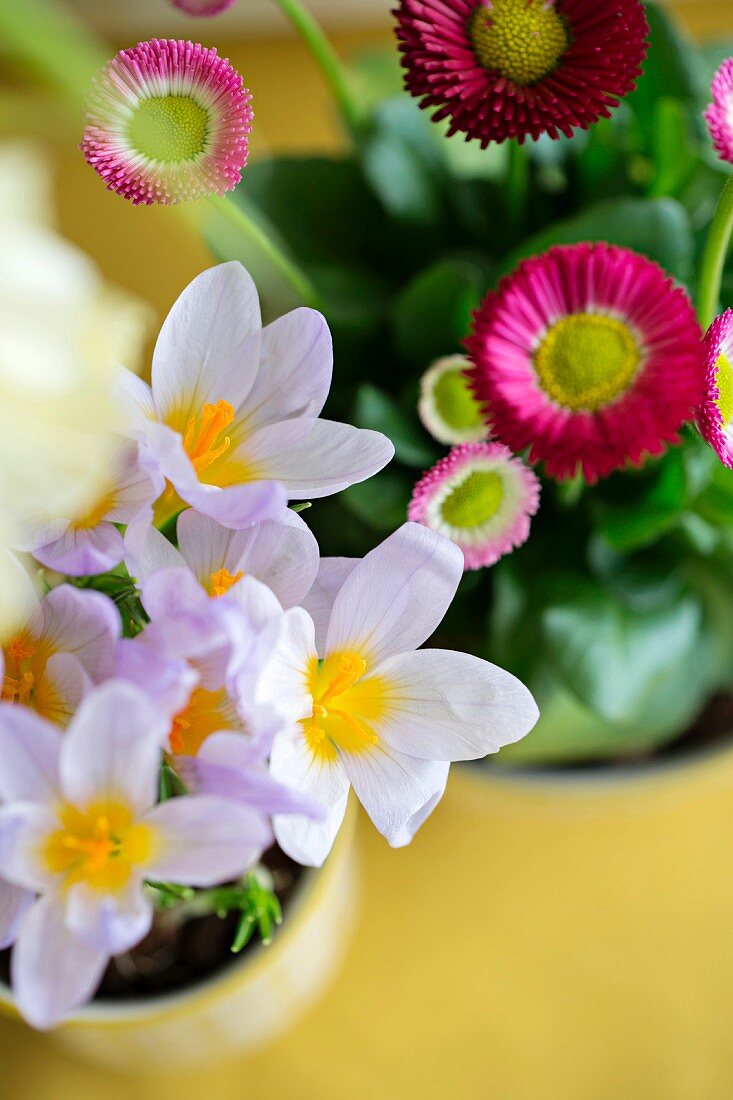 Violetter Krokus und Gänseblümchen in Blumentöpfen