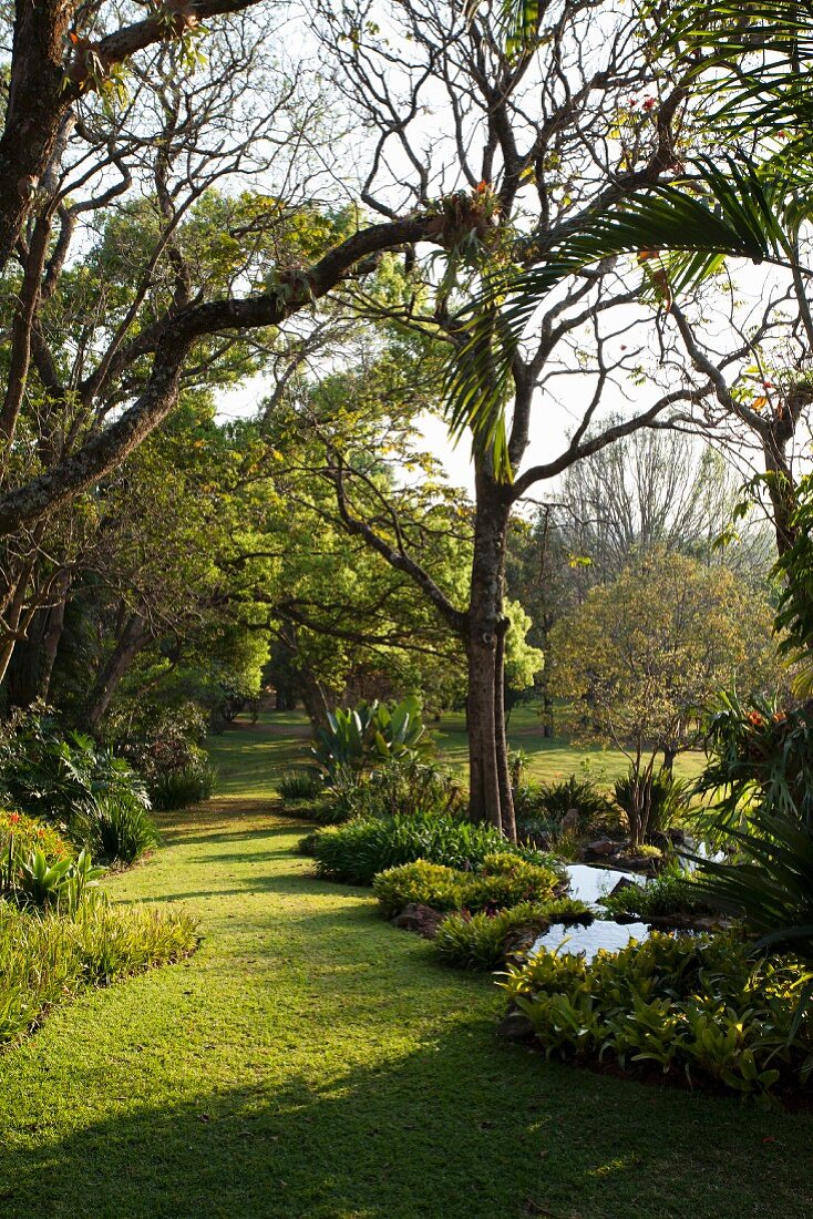 Sonnenbeschienener Rasenstreifen in subtropischem Garten mit Palmen