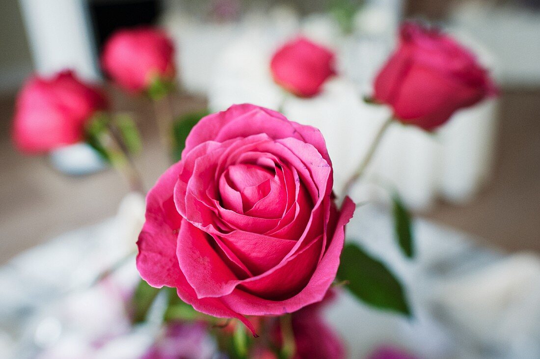 Pinkfarbene Rosen als Tischdekoration für die Hochzeit