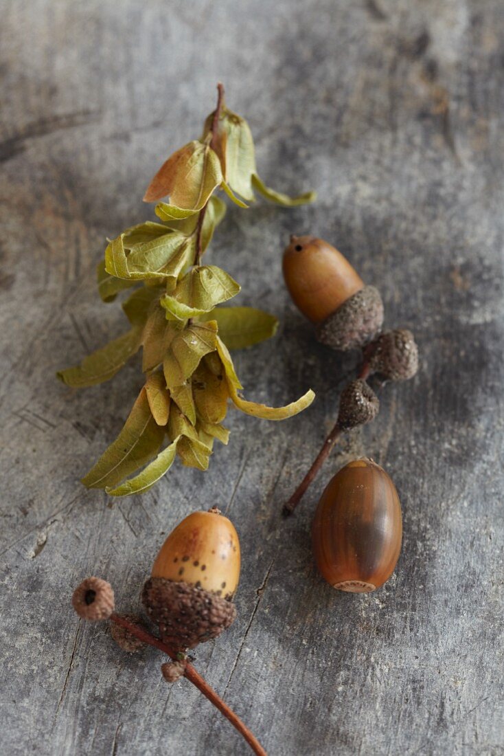 American white oak acorns