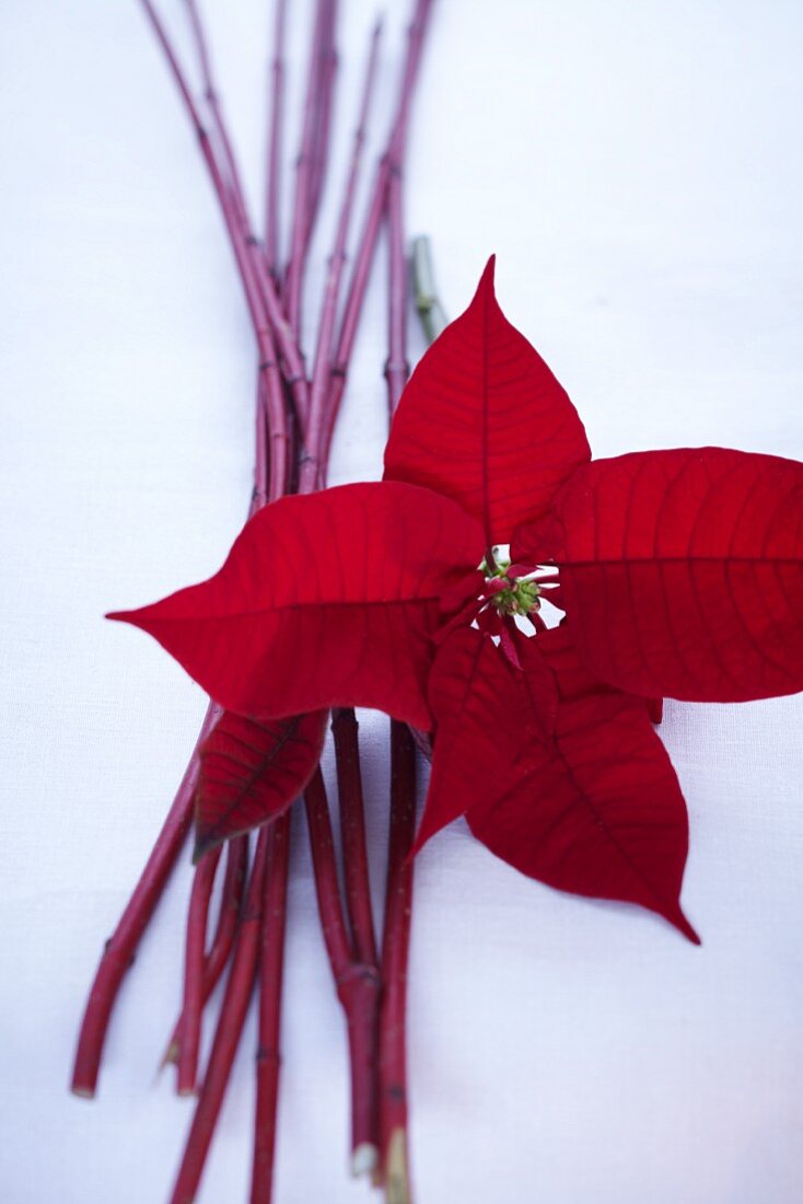 A poinsettia and red dogwood twigs