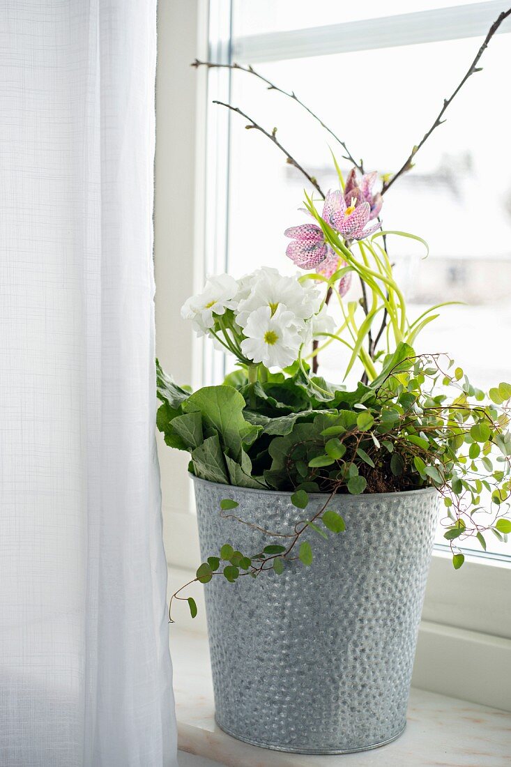 Becherprimel und Schachbrettblume auf der Fensterbank