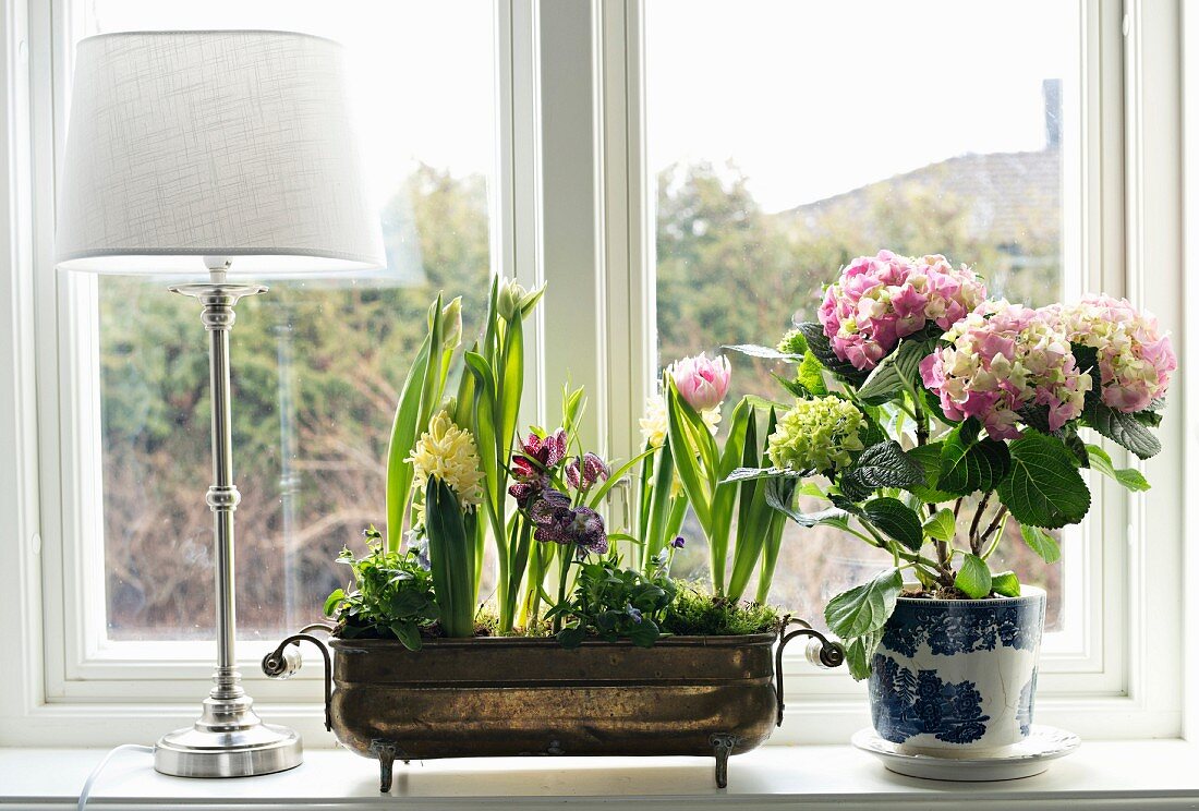 Messingschale mit Frühlingsblumen und Blumentopf mit Hortensie auf Fensterbank