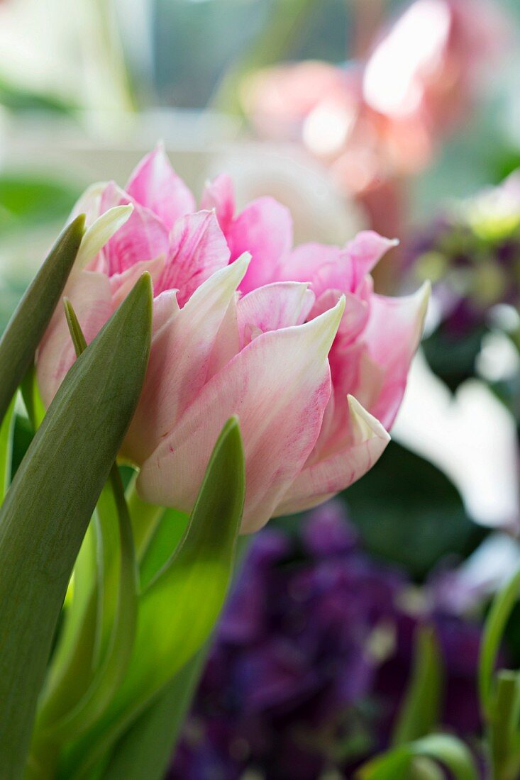 Detail of a bunch of pink tulips