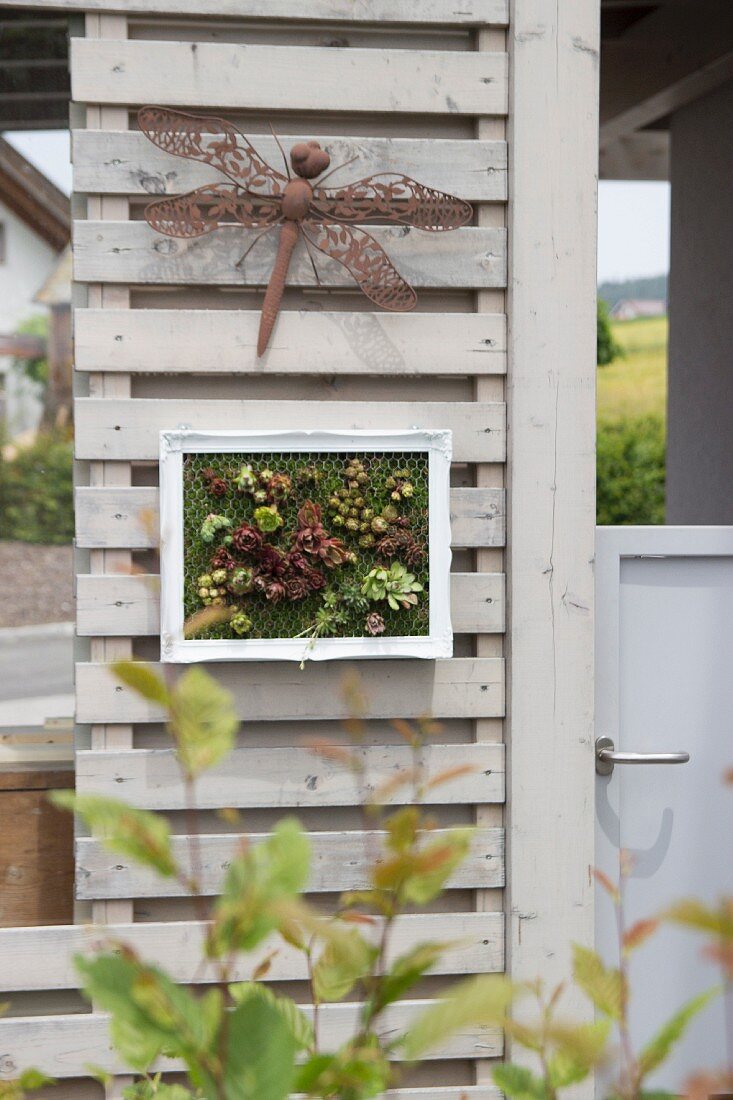 Vertical garden of succulents in picture frame