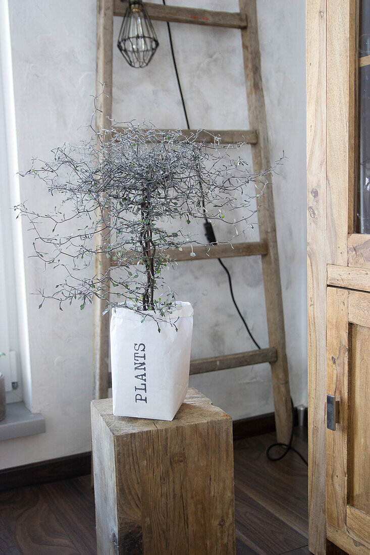 Small tree in hand-printed paper bag on wooden plinth