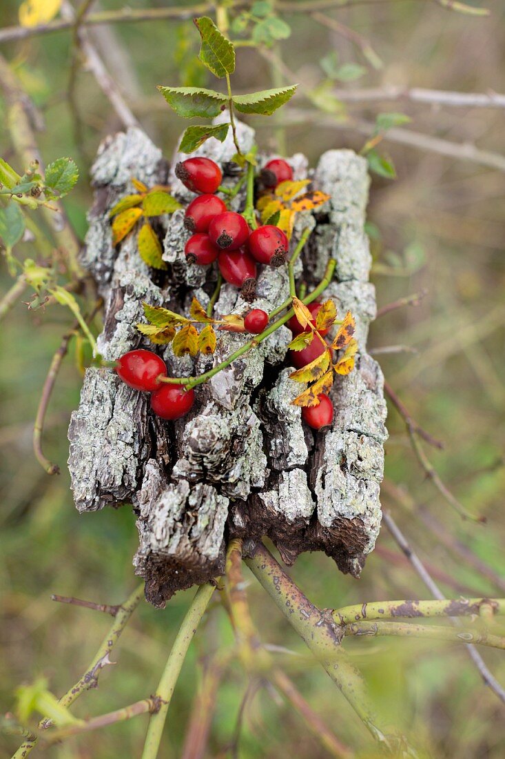 Sprigs of rose hips lying on piece of pear tree bark in rose bush