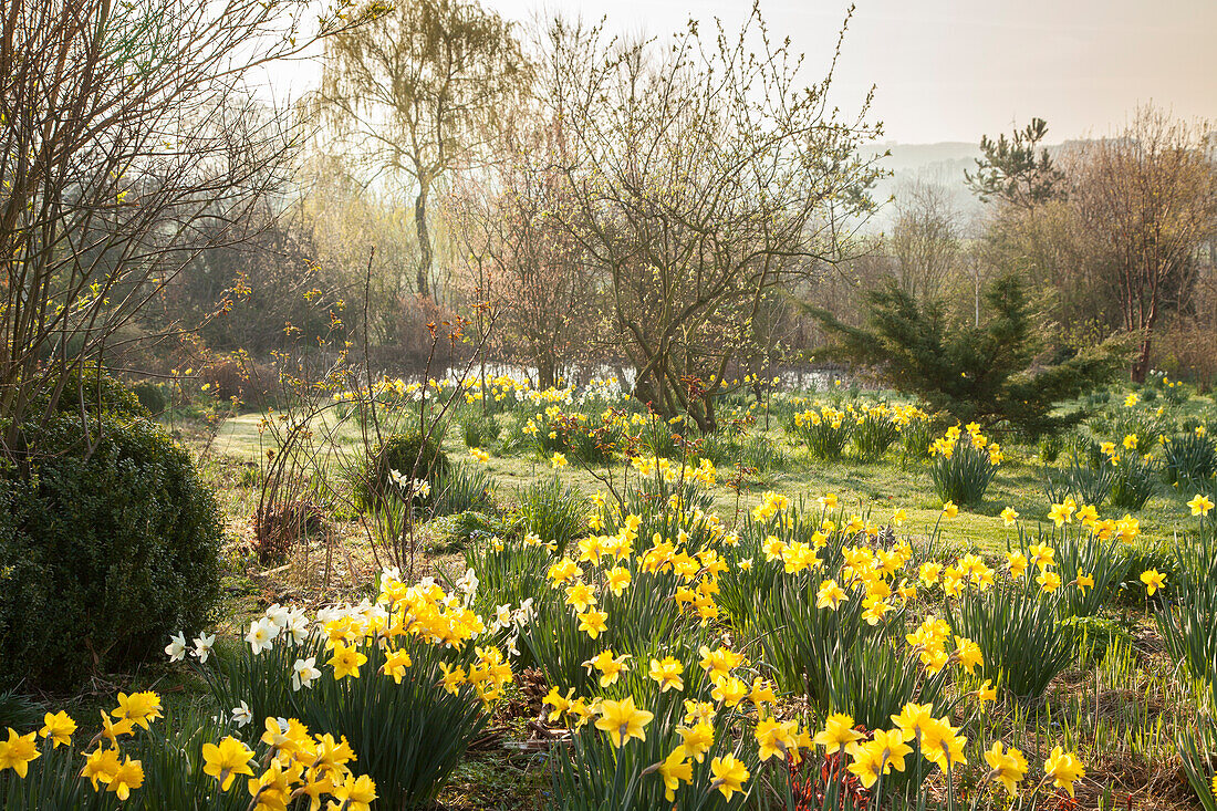 Daffodils in Garden