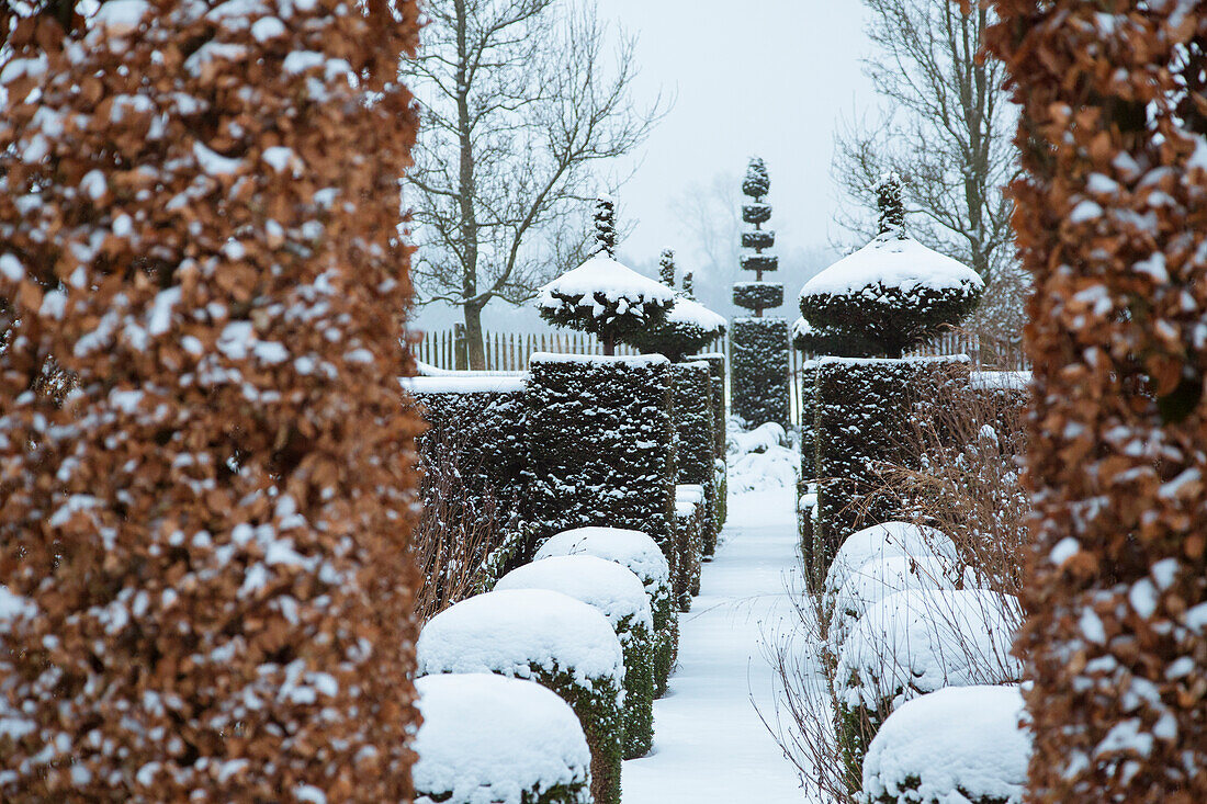 Snow-covered garden path with hedges cut into shape