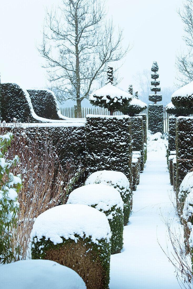 Verschneiter Gartenweg mit Formschnitthecken im Winter