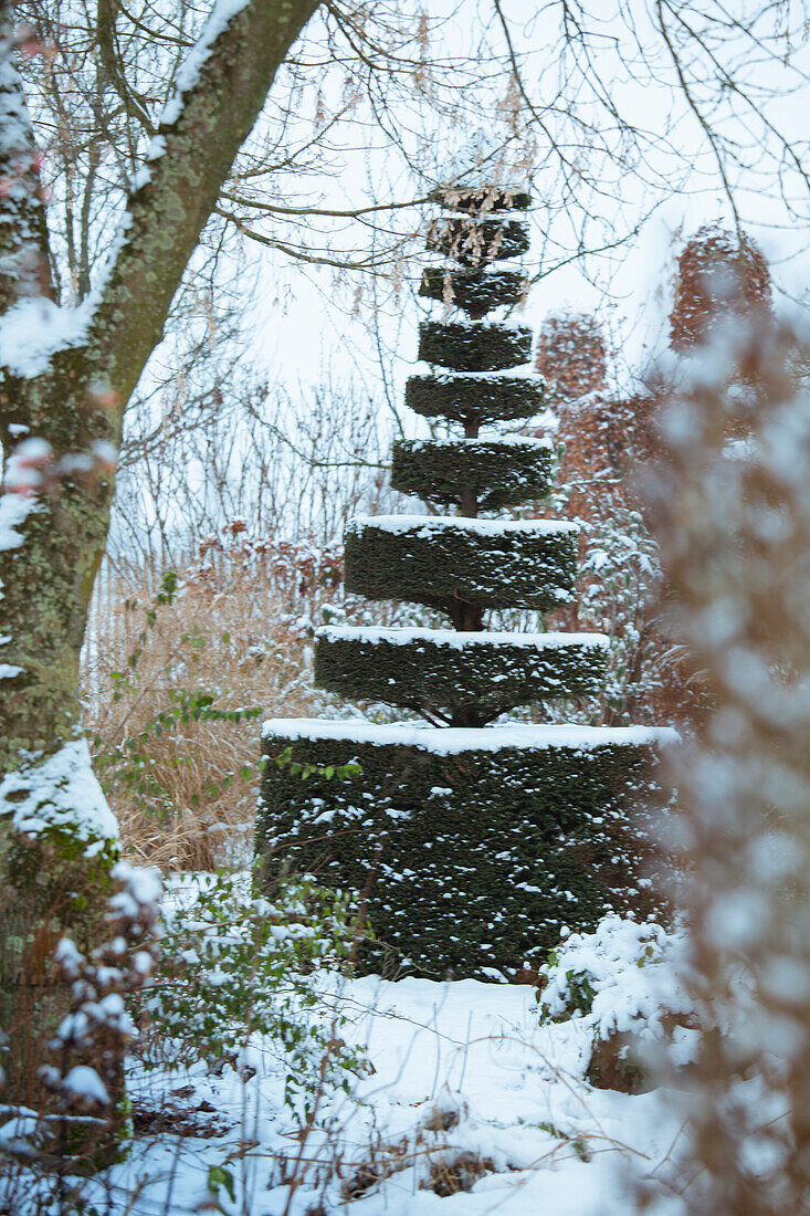 Topiary tree in the snow