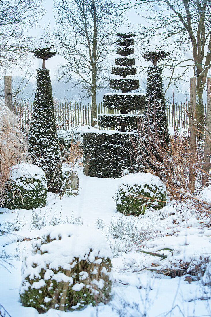 Winter garden with snow-covered topiary trees