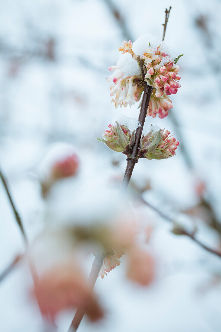 Schneebeladene Blüten im Garten