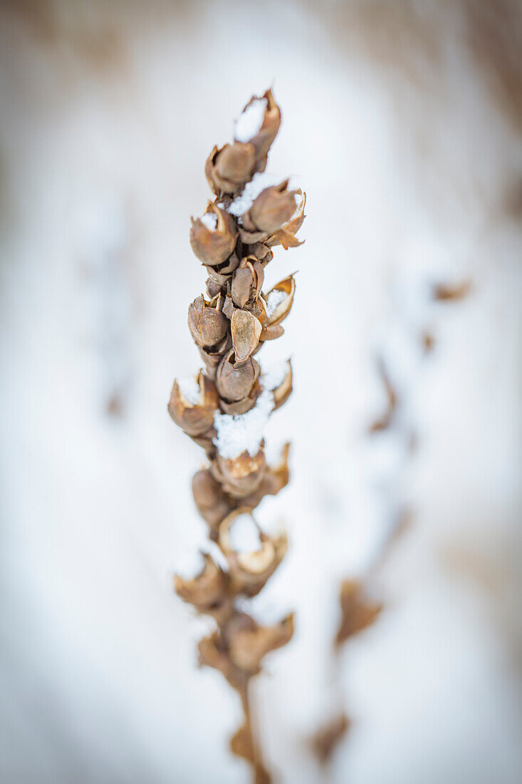 Withered plant in winter