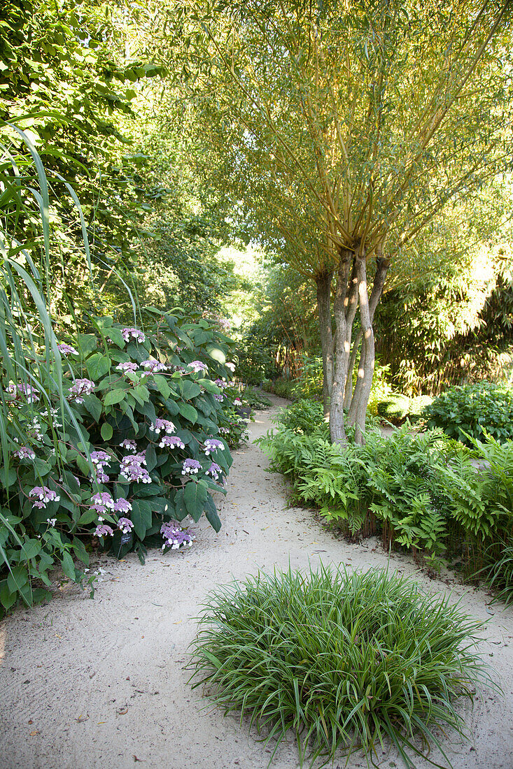 Sandy path with tussock of grass in wild garden