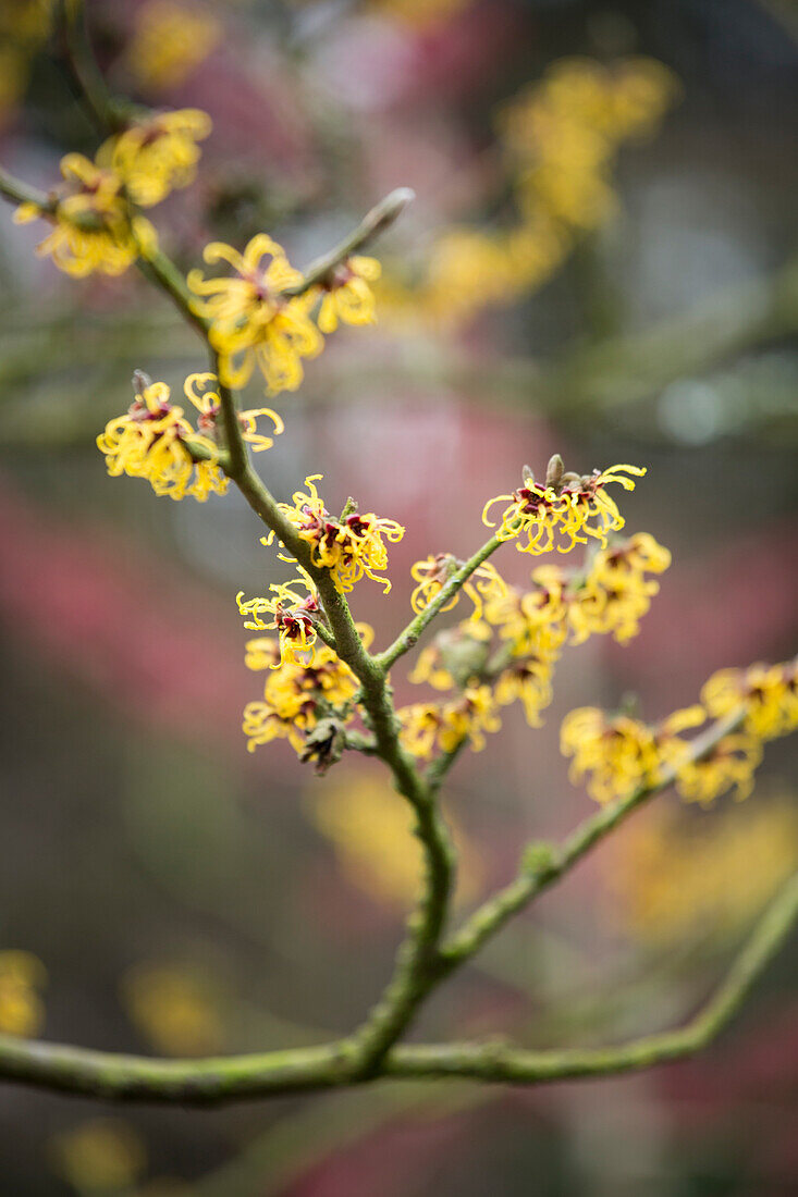 Branch of yellow-flowering witch-hazel