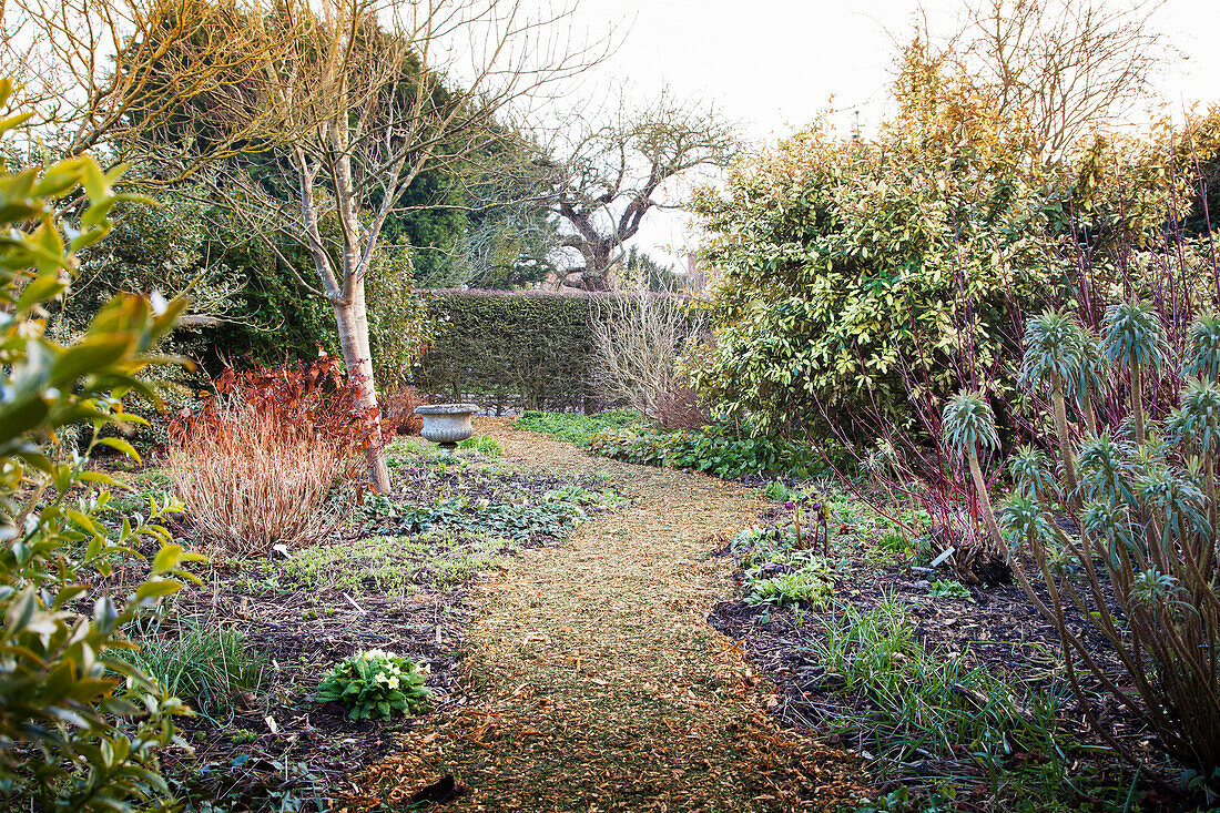 Path leading through herbaceous borders in wintry garden