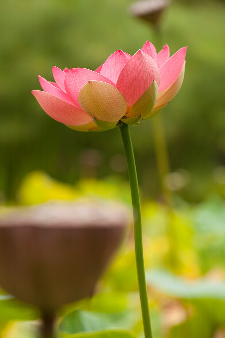 Rosafarbene Lotusblüte