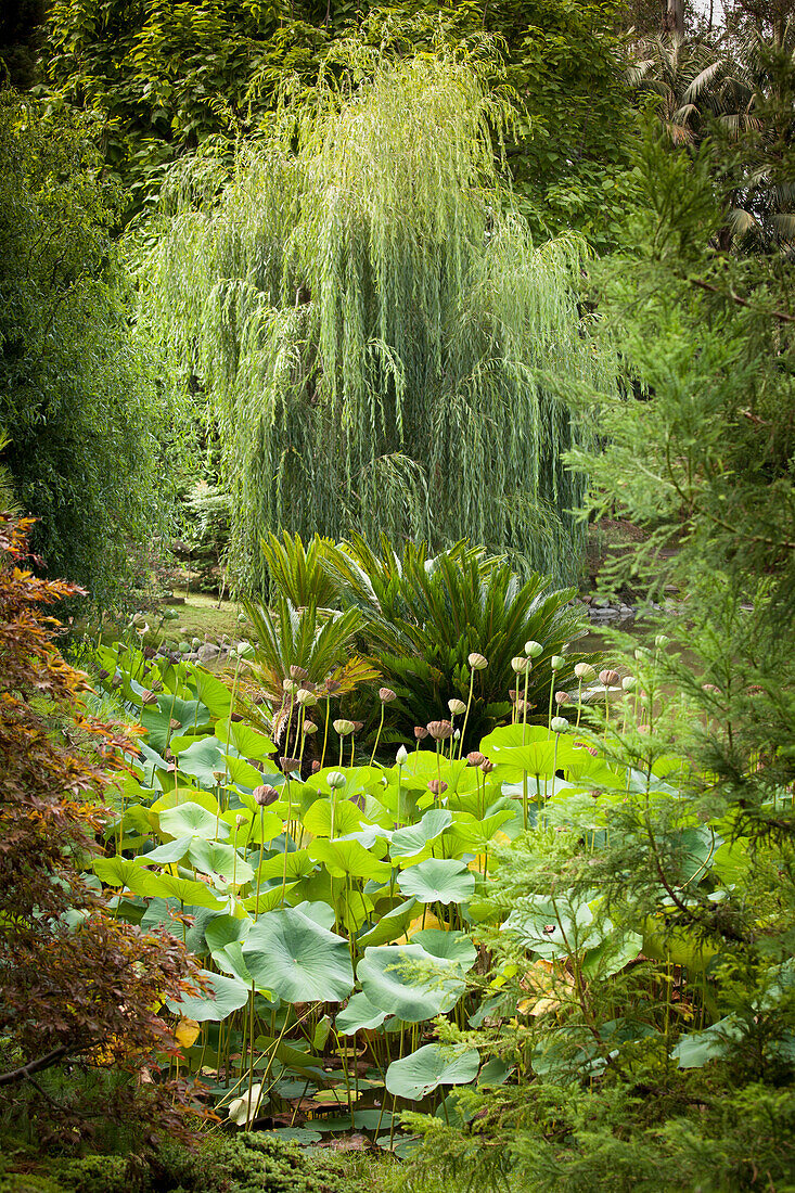 Eingewachsener, exotischer Garten mit Lotus