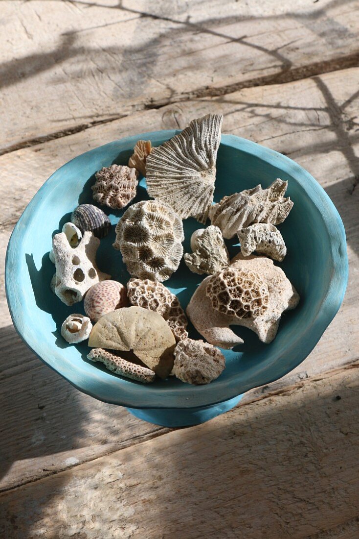 Muscheln und Korallen in einer blauen Schale auf Holzbrettern