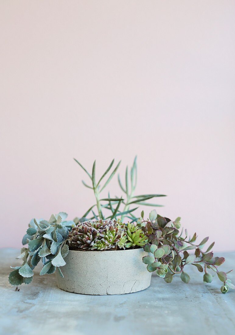 Various succulents in planter against pastel background