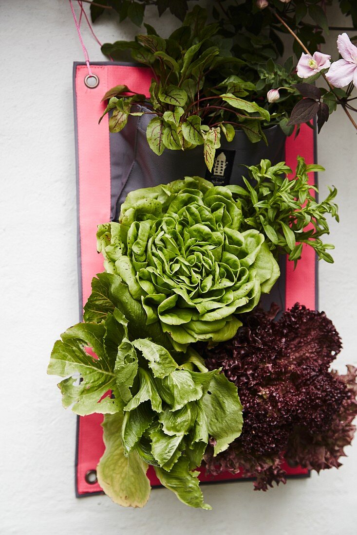 Arrangement of various lettuces and plants
